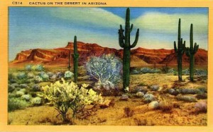 Arizona desert cactus PC